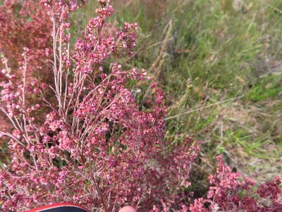 Erica flexistyla, photographed by linkie