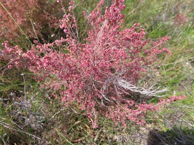 Erica flexistyla, photographed by linkie
