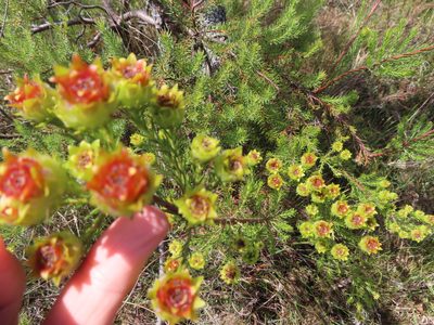 Leucadendron laxum, photographed by linkie
