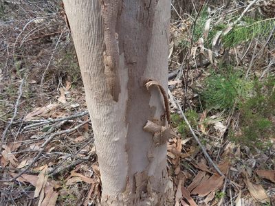 Eucalyptus cladocalyx, photographed by linkie