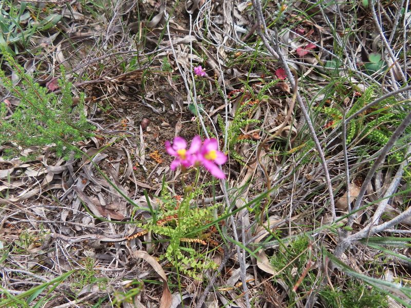 Ixia erubescens, photographed by linkie