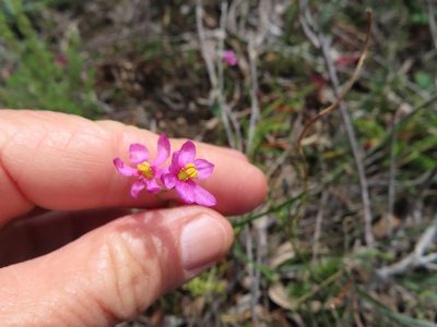 Ixia erubescens, photographed by linkie
