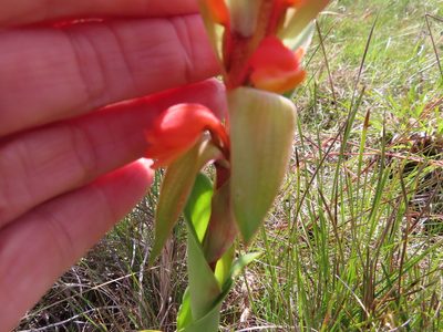 Satyrium coriifolium, photographed by linkie
