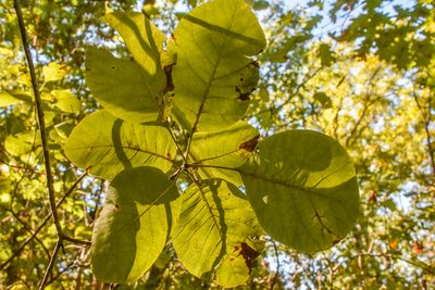 Cotinus obovatus, photographed by Jay Pruett