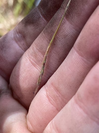 Andropogon brachystachyus, photographed by brycelee