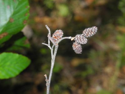 Alnus serrulata, photographed by Michael J. Papay
