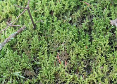 Ptilidium ciliare, photographed by Steven Lamonde
