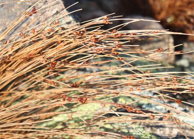 Oreojuncus trifidus, photographed by Steven Lamonde