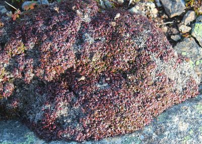 Diapensia lapponica, photographed by Steven Lamonde