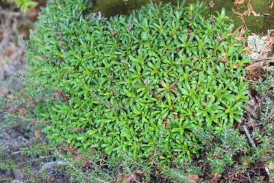 Diapensia lapponica, photographed by Steven Lamonde