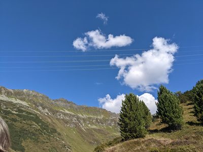 Pinus cembra, photographed by Nick Kleinschmidt