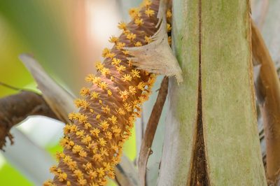 Lodoicea maldivica, photographed by Morten Ross