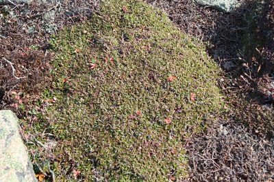 Diapensia lapponica, photographed by Steven Lamonde