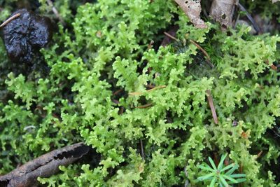 Ptilidium ciliare, photographed by Steven Lamonde