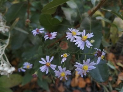 Symphyotrichum undulatum, photographed by agbelliveau