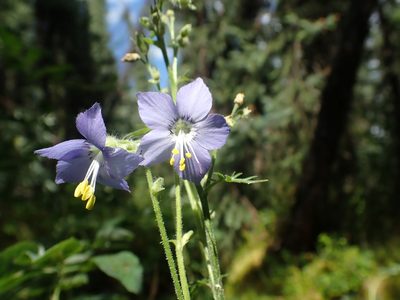 Polemonium villosum, photographed by Ellyne Geurts