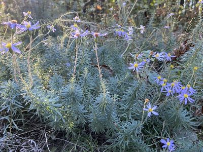 Ionactis linariifolia, photographed by ragbird