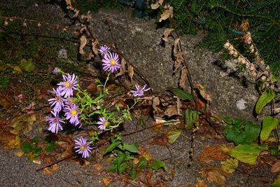 Symphyotrichum novi-belgii, photographed by Patrick Hacker