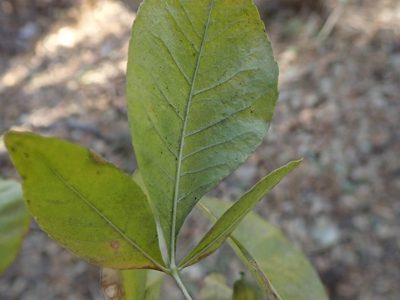 Ptelea crenulata, photographed by joergmlpts