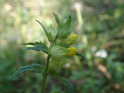 Rhinanthus groenlandicus, photographed by Ellyne Geurts
