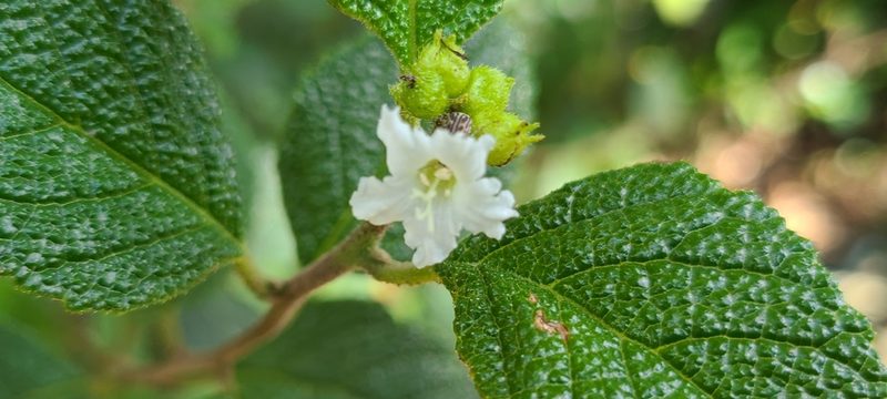 Varronia lima, photographed by ritirene