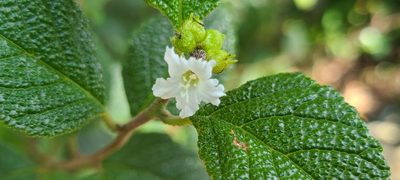 Varronia lima, photographed by ritirene
