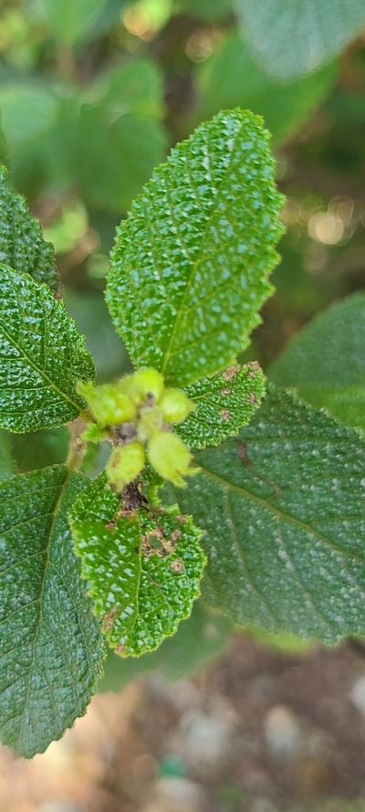 Varronia lima, photographed by ritirene