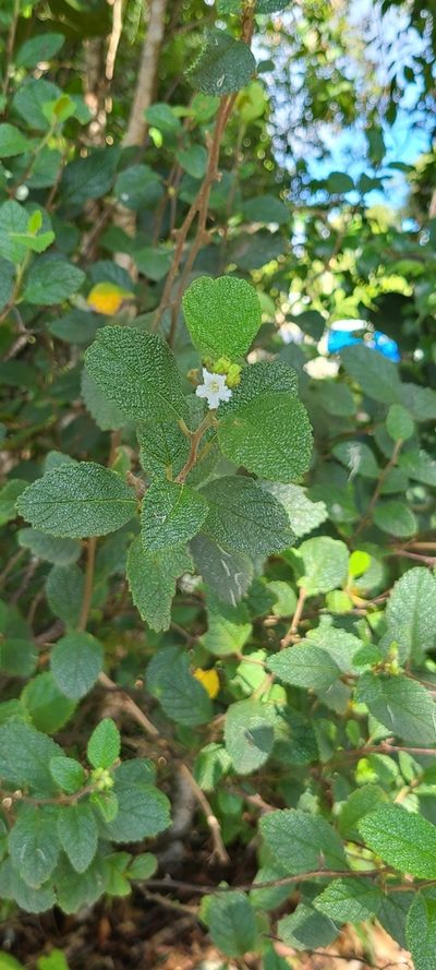 Varronia lima, photographed by ritirene
