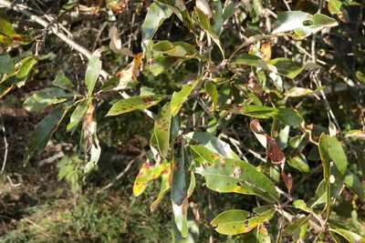 Quercus imbricaria, photographed by Jeff Clark