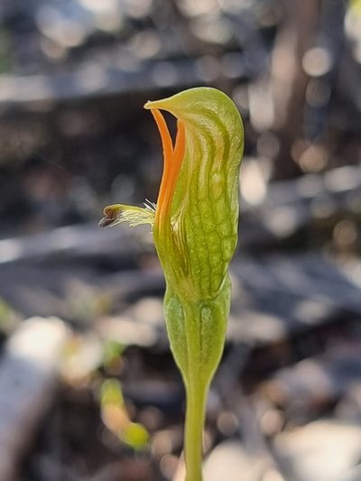 Pterostylis plumosa, photographed by Richard Dimon