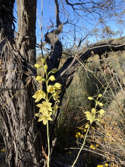 Thelymitra sargentii, photographed by Ursina Gringer