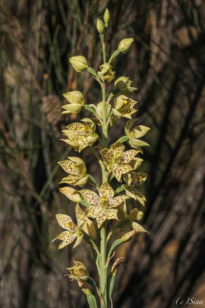 Thelymitra sargentii, photographed by Ursina Gringer