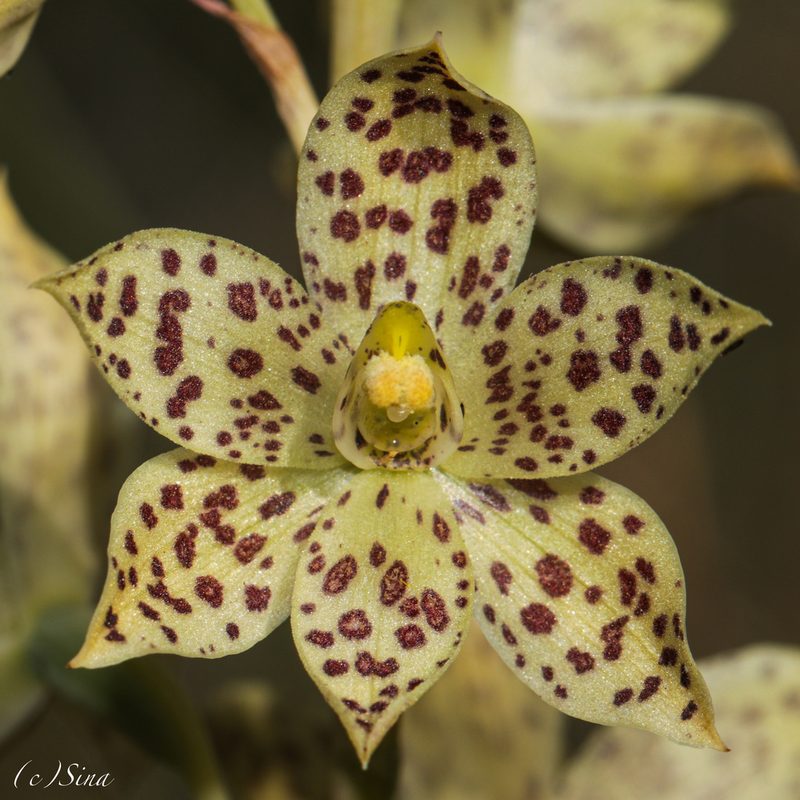 Thelymitra sargentii, photographed by Ursina Gringer
