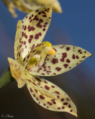 Thelymitra sargentii, photographed by Ursina Gringer