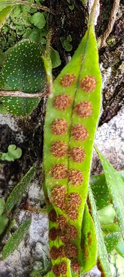 Microgramma piloselloides, photographed by ritirene
