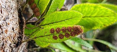 Microgramma piloselloides, photographed by ritirene