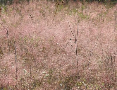 Muhlenbergia reverchonii, photographed by saltyhiker