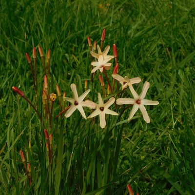 Ixia paniculata, photographed by Stephen Thorpe