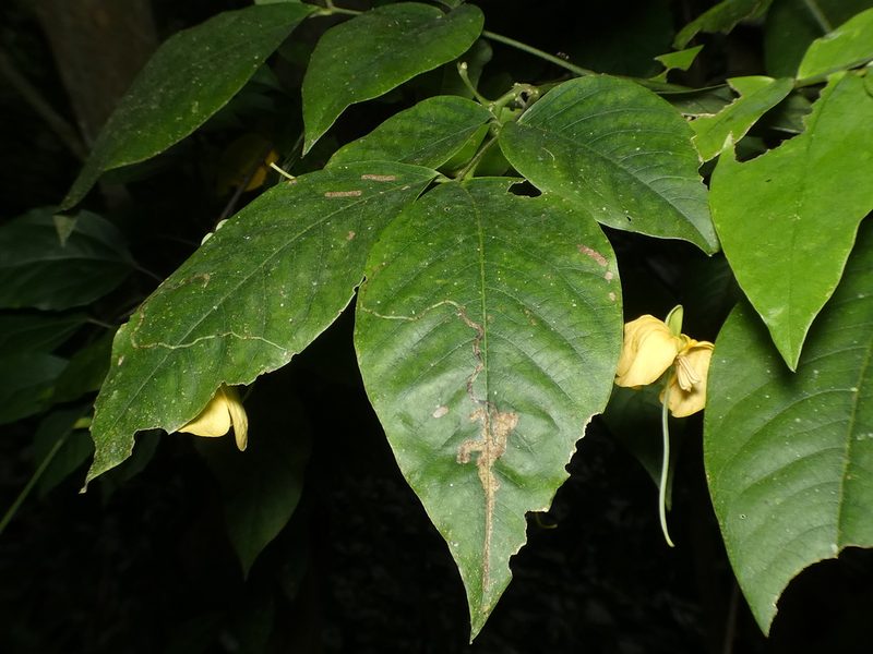 Senna georgica, photographed by Helio Lourencini
