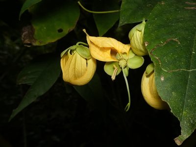 Senna georgica, photographed by Helio Lourencini