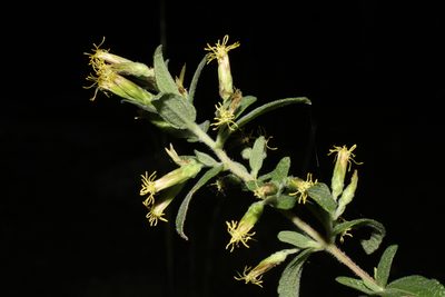 Brickellia cylindracea, photographed by Reid Hardin