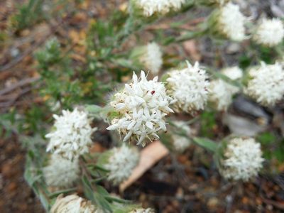 Pimelea imbricata, photographed by Helium Luo