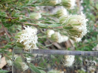 Pimelea imbricata, photographed by Helium Luo