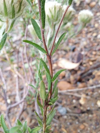 Pimelea imbricata, photographed by Helium Luo