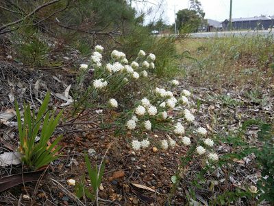 Pimelea imbricata, photographed by Helium Luo