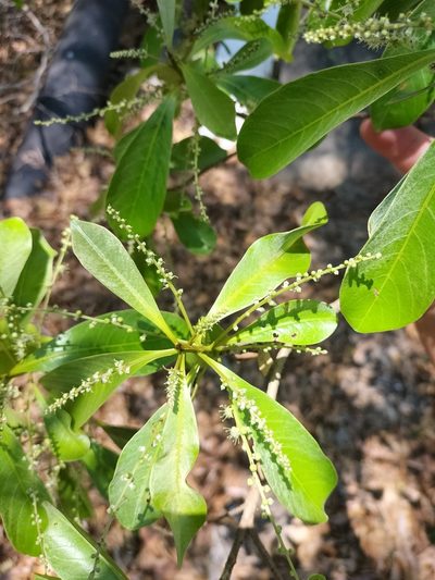 Terminalia microcarpa, photographed by Matthew Borella