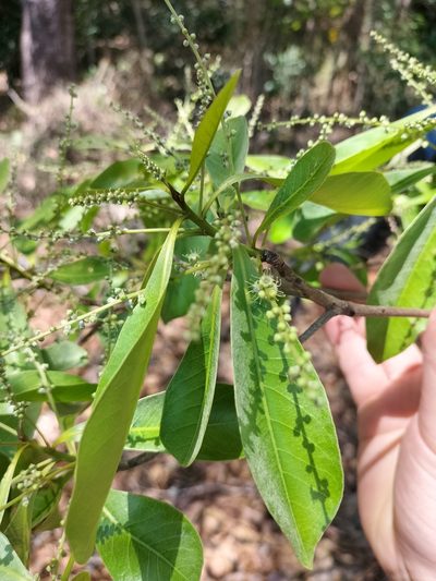 Terminalia microcarpa, photographed by Matthew Borella