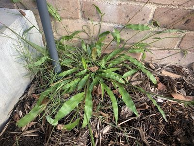 Paspalum langei, photographed by Northcut