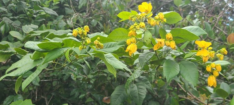 Senna nitida, photographed by ritirene