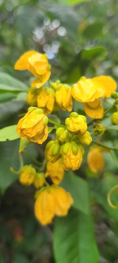 Senna nitida, photographed by ritirene